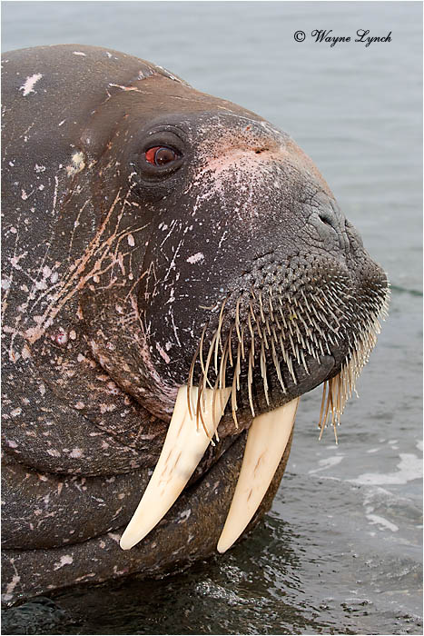 Atlantic Walrus 109 by Dr. Wayne Lynch &copy;